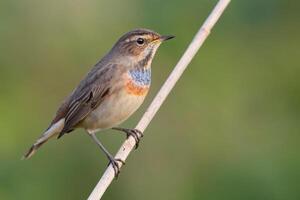 Vogel Fotografie, Vogel Bild, die meisten schön Vogel Fotografie, Natur Fotografie foto