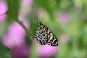 Monarch, schön Schmetterling Fotografie, schön Schmetterling auf Blume, Makro Fotografie, schön Natur foto