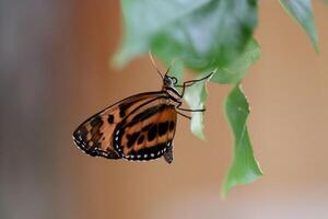 Monarch, schön Schmetterling Fotografie, schön Schmetterling auf Blume, Makro Fotografie, schön Natur foto