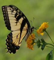 Monarch, schön Schmetterling Fotografie, schön Schmetterling auf Blume, Makro Fotografie, schön Natur foto