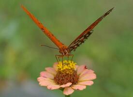 Monarch, schön Schmetterling Fotografie, schön Schmetterling auf Blume, Makro Fotografie, schön Natur foto