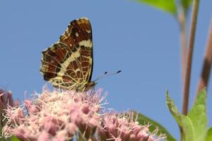 Monarch, schön Schmetterling Fotografie, schön Schmetterling auf Blume, Makro Fotografie, schön Natur foto