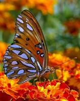 Monarch, schön Schmetterling Fotografie, schön Schmetterling auf Blume, Makro Fotografie, schön Natur foto