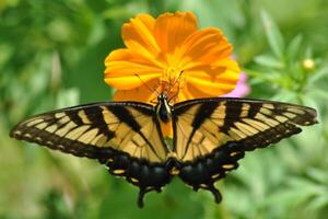 Monarch, schön Schmetterling Fotografie, schön Schmetterling auf Blume, Makro Fotografie, schön Natur foto