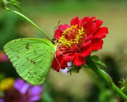 Monarch, schön Schmetterling Fotografie, schön Schmetterling auf Blume, Makro Fotografie, schön Natur foto