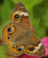 Monarch, schön Schmetterling Fotografie, schön Schmetterling auf Blume, Makro Fotografie, schön Natur foto