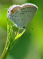 Monarch, schön Schmetterling Fotografie, schön Schmetterling auf Blume, Makro Fotografie, schön Natur foto