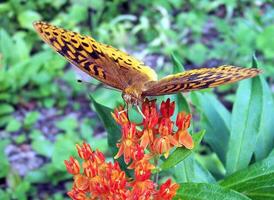 Monarch, schön Schmetterling Fotografie, schön Schmetterling auf Blume, Makro Fotografie, schön Natur foto