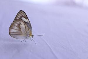 Monarch, schön Schmetterling Fotografie, schön Schmetterling auf Blume, Makro Fotografie, schön Natur foto