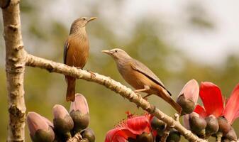 Vogel Fotografie, Vogel Bild, die meisten schön Vogel Fotografie, Natur Fotografie foto