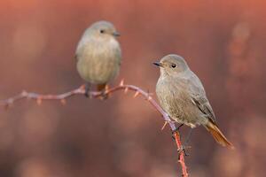 Vogel Fotografie, Vogel Bild, die meisten schön Vogel Fotografie, Natur Fotografie foto