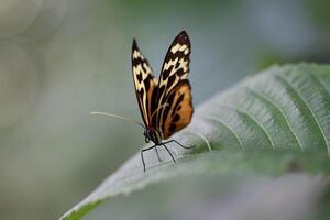 Monarch, schön Schmetterling Fotografie, schön Schmetterling auf Blume, Makro Fotografie, schön Natur foto