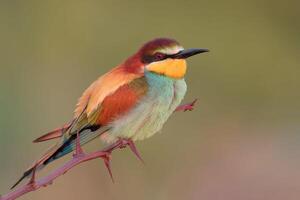 Vogel Fotografie, Vogel Bild, die meisten schön Vogel Fotografie, Natur Fotografie foto