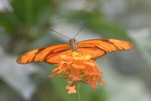 Monarch, schön Schmetterling Fotografie, schön Schmetterling auf Blume, Makro Fotografie, schön Natur foto
