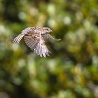 Vogel Fotografie, Vogel Bild, die meisten schön Vogel Fotografie, Natur Fotografie foto