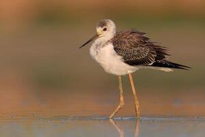 Vogel Fotografie, Vogel Bild, die meisten schön Vogel Fotografie, Natur Fotografie foto