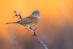 Vogel Fotografie, Vogel Bild, die meisten schön Vogel Fotografie, Natur Fotografie foto