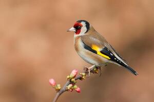 Vogel Fotografie, Vogel Bild, die meisten schön Vogel Fotografie, Natur Fotografie foto