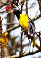 Vogel Fotografie, Vogel Bild, die meisten schön Vogel Fotografie, Natur Fotografie foto