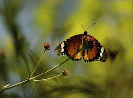 Monarch, schön Schmetterling Fotografie, schön Schmetterling auf Blume, Makro Fotografie, schön Natur foto