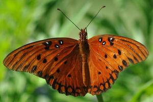 Monarch, schön Schmetterling Fotografie, schön Schmetterling auf Blume, Makro Fotografie, schön Natur foto