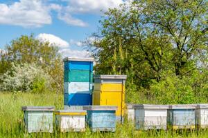 Gruppe von Waben im das Feld. Bienenwachs im Bienenzucht Waben. foto