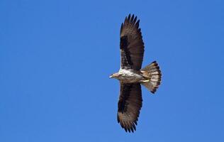 Vogel Fotografie, Vogel Bild, die meisten schön Vogel Fotografie, Natur Fotografie foto