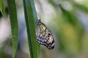 Monarch, schön Schmetterling Fotografie, schön Schmetterling auf Blume, Makro Fotografie, schön Natur foto