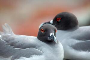 Vogel Fotografie, Vogel Bild, die meisten schön Vogel Fotografie, Natur Fotografie foto