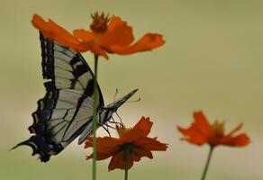 Monarch, schön Schmetterling Fotografie, schön Schmetterling auf Blume, Makro Fotografie, schön Natur foto