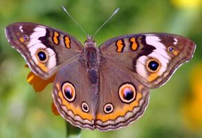 Monarch, schön Schmetterling Fotografie, schön Schmetterling auf Blume, Makro Fotografie, schön Natur foto