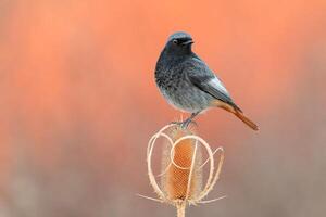 Vogel Fotografie, Vogel Bild, die meisten schön Vogel Fotografie, Natur Fotografie foto