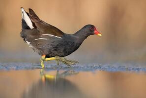 Vogel Fotografie, Vogel Bild, die meisten schön Vogel Fotografie, Natur Fotografie foto