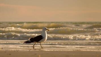 Vogel Fotografie, Vogel Bild, die meisten schön Vogel Fotografie, Natur Fotografie foto