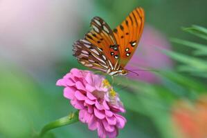 Monarch, schön Schmetterling Fotografie, schön Schmetterling auf Blume, Makro Fotografie, schön Natur foto