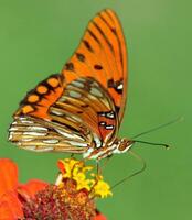 Monarch, schön Schmetterling Fotografie, schön Schmetterling auf Blume, Makro Fotografie, schön Natur foto