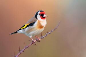 Vogel Fotografie, Vogel Bild, die meisten schön Vogel Fotografie, Natur Fotografie foto