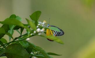 Monarch, schön Schmetterling Fotografie, schön Schmetterling auf Blume, Makro Fotografie, schön Natur foto