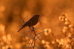 Vogel Fotografie, Vogel Bild, die meisten schön Vogel Fotografie, Natur Fotografie foto