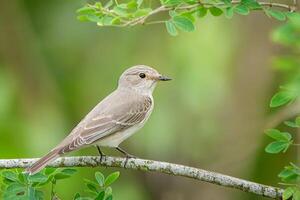 Vogel Fotografie, Vogel Bild, die meisten schön Vogel Fotografie, Natur Fotografie foto