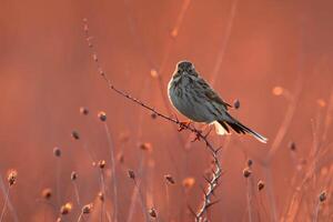 Vogel Fotografie, Vogel Bild, die meisten schön Vogel Fotografie, Natur Fotografie foto