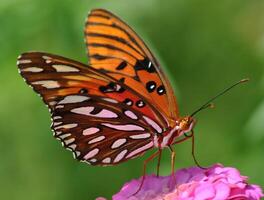 Monarch, schön Schmetterling Fotografie, schön Schmetterling auf Blume, Makro Fotografie, schön Natur foto