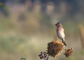 Vogel Fotografie, Vogel Bild, die meisten schön Vogel Fotografie, Natur Fotografie foto