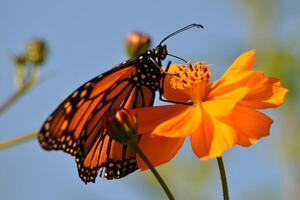 Monarch, schön Schmetterling Fotografie, schön Schmetterling auf Blume, Makro Fotografie, schön Natur foto