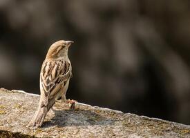 Vogel Fotografie, Vogel Bild, die meisten schön Vogel Fotografie, Natur Fotografie foto