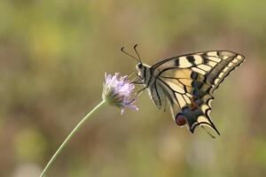 Monarch, schön Schmetterling Fotografie, schön Schmetterling auf Blume, Makro Fotografie, schön Natur foto