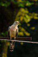 Vogel Fotografie, Vogel Bild, die meisten schön Vogel Fotografie, Natur Fotografie foto