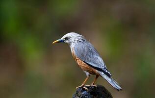 Vogel Fotografie, Vogel Bild, die meisten schön Vogel Fotografie, Natur Fotografie foto