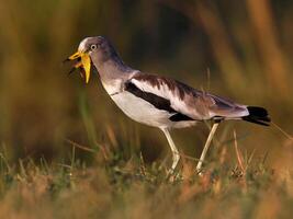 Vogel Fotografie, Vogel Bild, die meisten schön Vogel Fotografie, Natur Fotografie foto