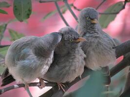 Vogel Fotografie, Vogel Bild, die meisten schön Vogel Fotografie, Natur Fotografie foto